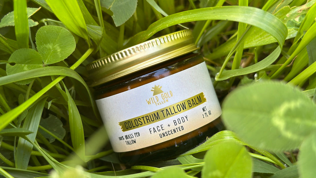 Is tallow skincare sustainable: a jar of Wild Gold Tallow unscented colostrum tallow balm resting in grass and clover