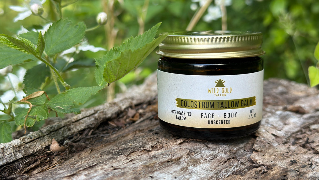 Tallow balm for gua sha: a jar of Wild Gold Tallow unscented colostrum tallow balm on a weathered log among wild blackberry leaves
