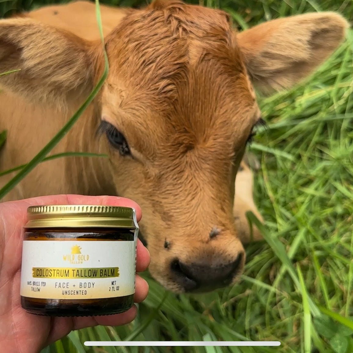 Calf in grass with a jar of collostrum tallch balm held by a hand