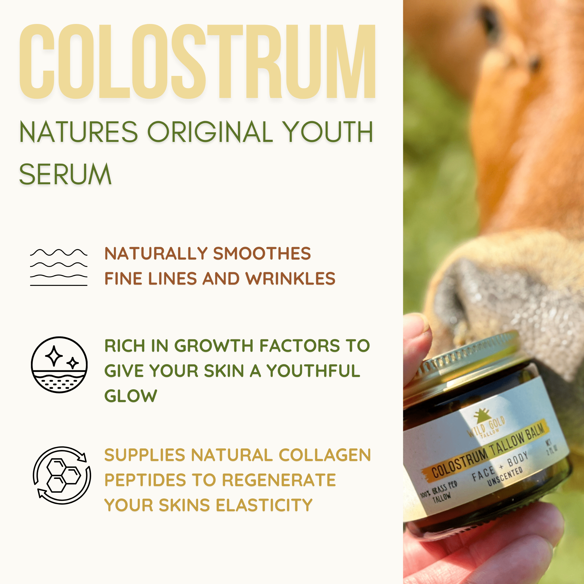 Colostrum Tallow Balm
