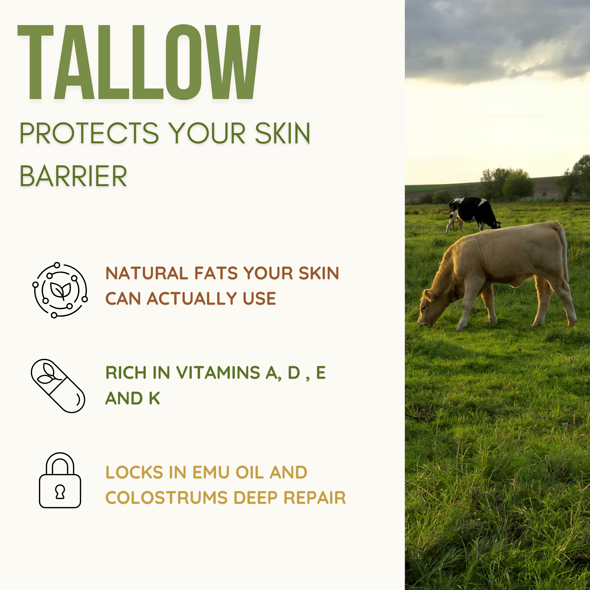 Colostrum Tallow Balm